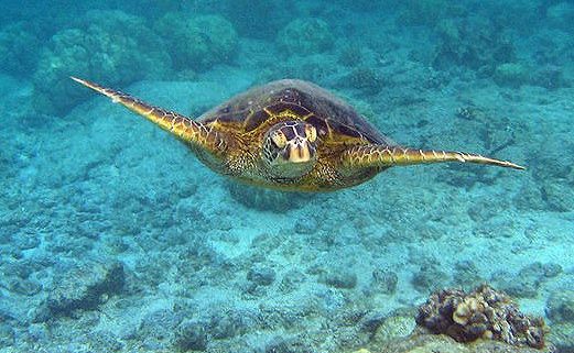Sea Turtle Belize